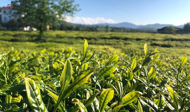 Lipton Doğu Karadeniz'de çay hasadına başladı