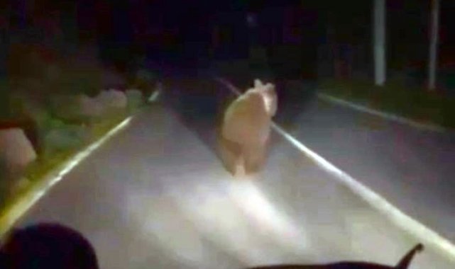 Mahalleye inen ayı arkasına bile bakmadan kaçtı