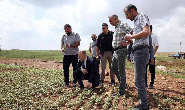 Mardin Büyükşehir Belediyesi'nden çölyak hastalarına müjdeli haber
