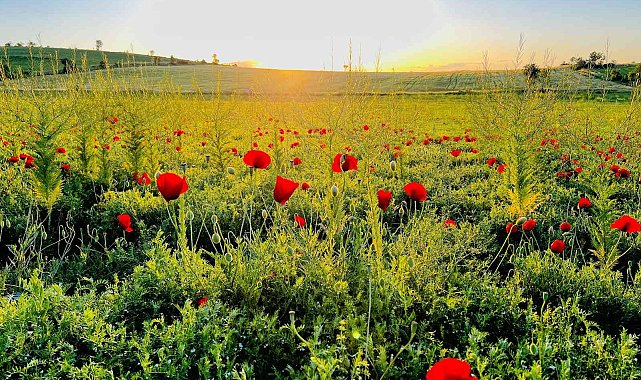 Mardin&#039;de gelincik tarlaları doğal stüdyo oldu