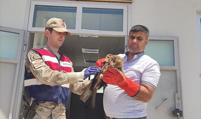 Mardin'de yaralı şahin koruma altına alındı