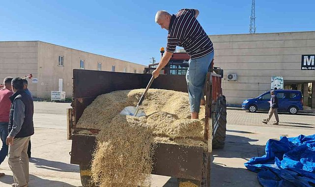 Mardin'de yılın ilk arpa hasadı başladı, çiftçiye altın hediye edildi