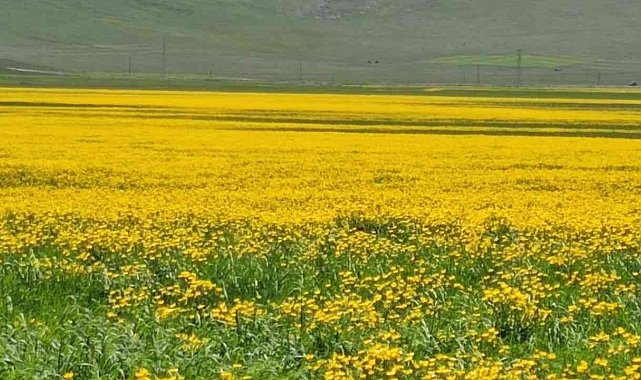 Mayıs çiçekleri görsel sunuyor