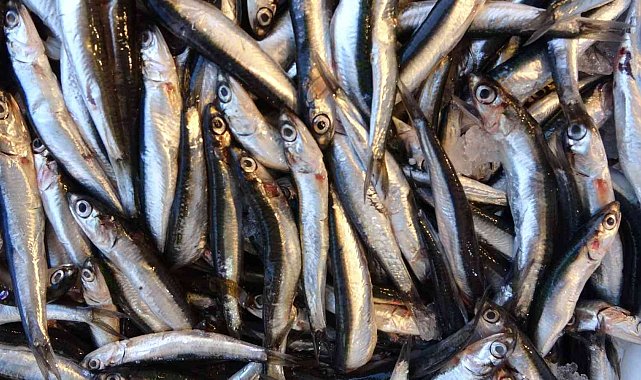 Mayıs'ta küçük balıkçılara hamsi süprizi