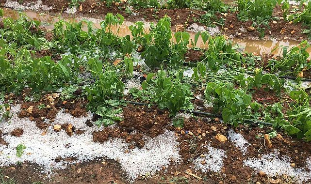 Mersin'de dolu bin 573 dekar alanda zarara yol açtı