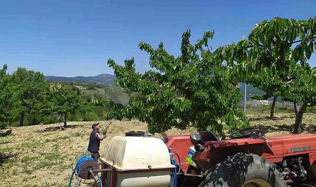 Meyve bahçelerinde zirai mücadele çalışmaları devam ediyor