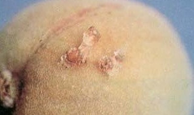 Meyve üreticilerine uyarı