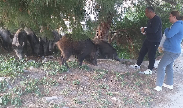 Milas'ta mahalle sakinleri domuzlara yiyecek verdi
