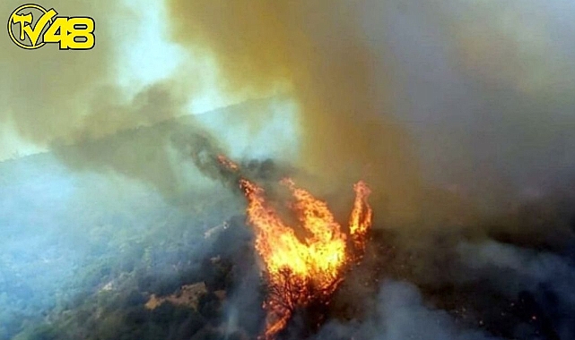 Milas Zeytinlik Alanda Yangın Başladı