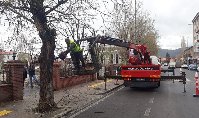 Milli Egemenlik Parkındaki ağaçlara gençlik aşısı