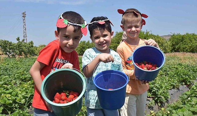 Minik elleriyle çilek toplayıp festivale davet ettiler