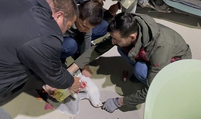 Misinaya dolanan martıyı böyle hayata döndürdüler