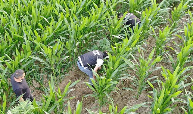 Mısır tarlasında 477 kök Hint keneviri ele geçirildi