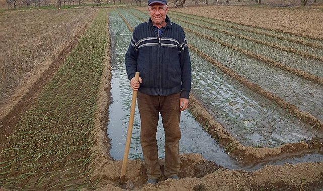 Mor soğanda hedef bin 200 ton