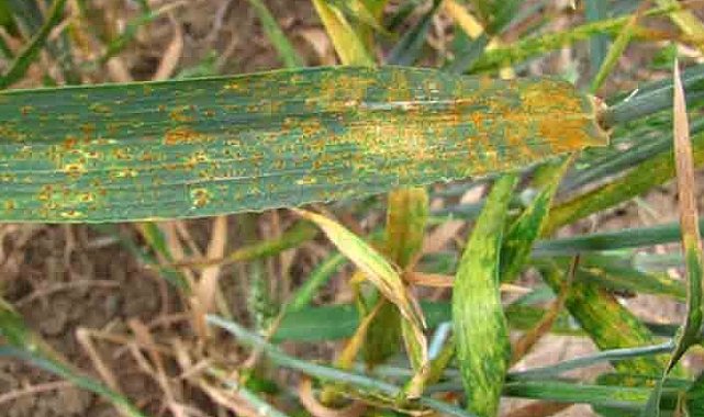 Müdür Görentaş'tan 'Pas Hastalığı' uyarısı