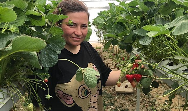 Mühendis çift mesleklerini bırakıp çilek serası kurdu