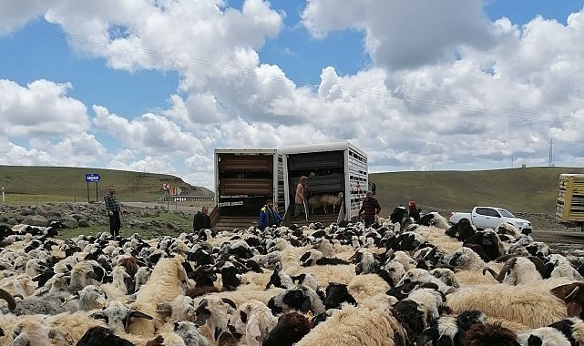 Muhtarın öldürüldüğü sürü kavgası sonrası 4 bin 500 küçükbaş ilçe dışına taşındı