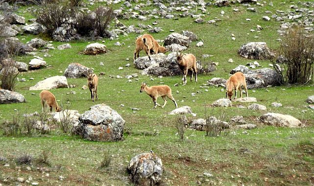 Munzur Dağlarına yaban keçileri güzellik katıyor