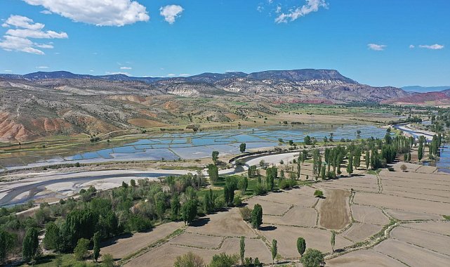 Nallıhan&#039;da 5 bin dönümlük arazide çeltik ekimine başlandı