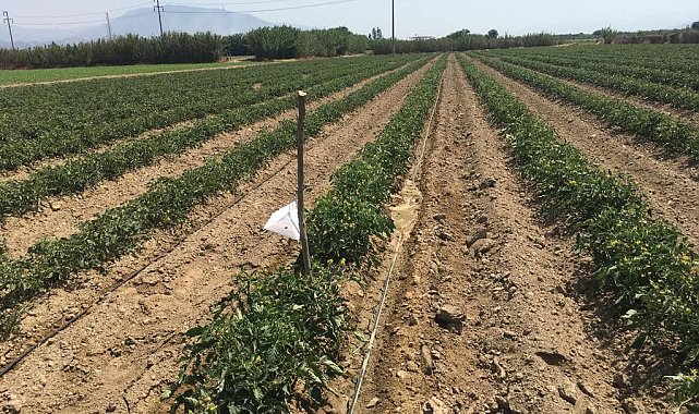 Nazilli&#039;de domatesler hastalıklardan korunuyor
