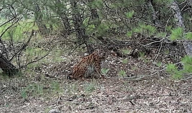 Nesli tehlike altındaki 'Anadolu vaşağı' görüntülendi