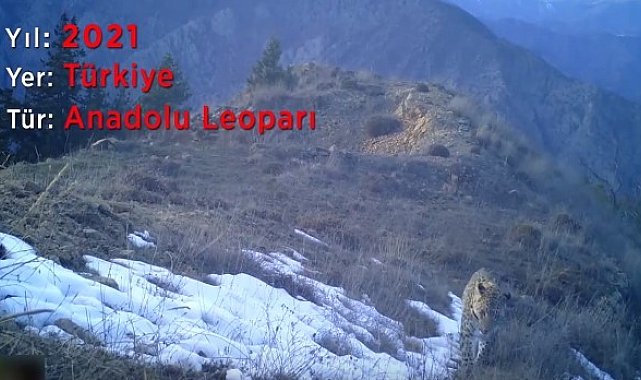 Nesli tükendi sanılan Anadolu parsı görüntülendi