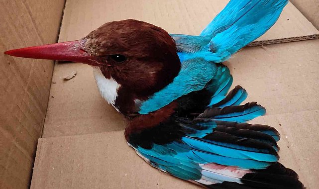 Nesli tükenen İzmir yalıçapkınını vurdular