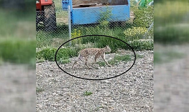 Nesli tükenme tehlikesi altında olan vaşak bahçede görüntülendi