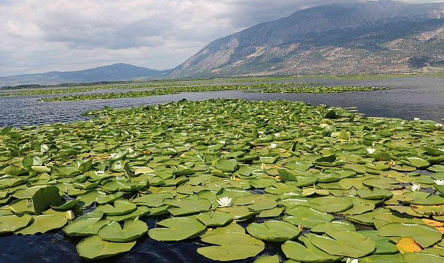 Nilüferler ziyaretçilerini bekliyor