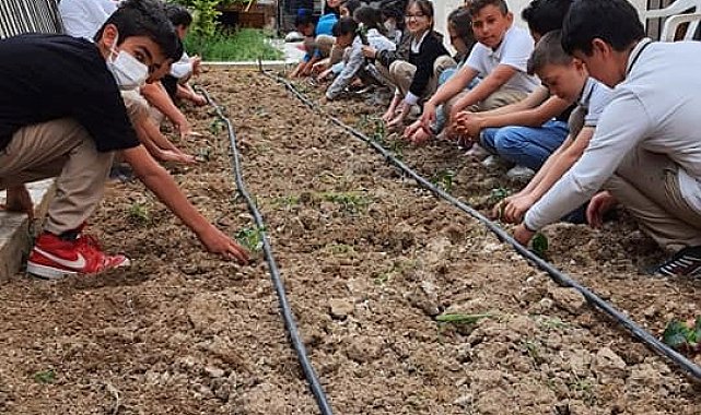 Okul bahçesinde organik tarım projesi