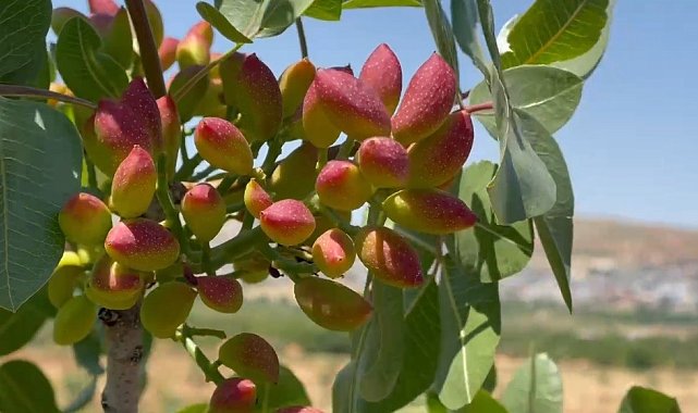 Olumsuz hava koşullarının ekili arazilere verdiği zarar tarım sigortasının önemini bir kez daha ortaya koydu