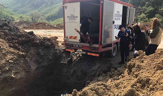 Ordu'da 2 ton kaçak et imha edildi