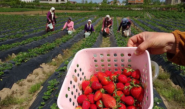 Ordu'da çilek hasadı başladı