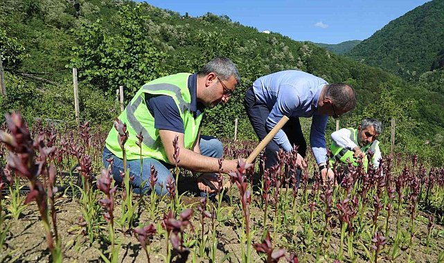 Ordu'da salep hasadı başladı