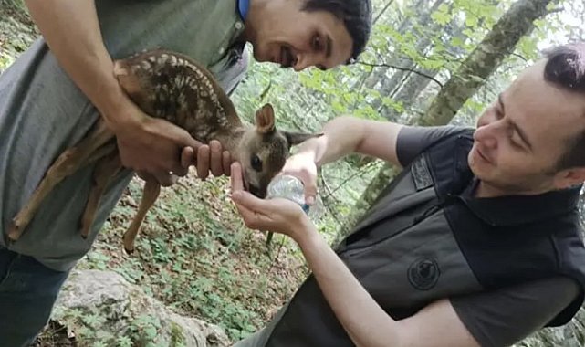 Ormanda yaralı karaca bulundu