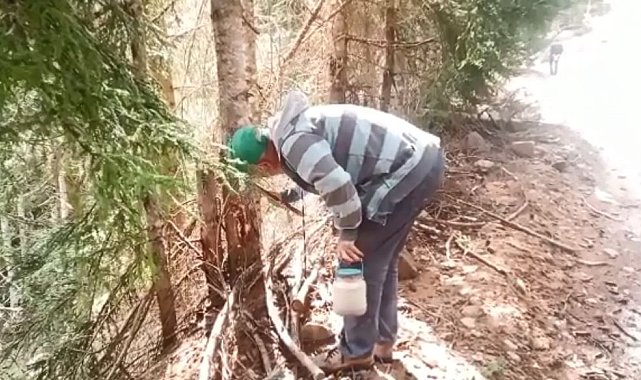 Ormandan topladıkları zararlı böcekler gelir kapıları oldu