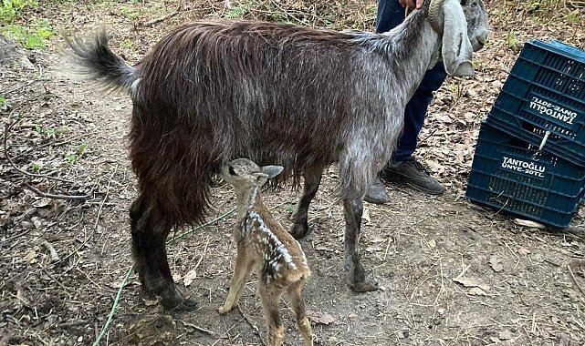 Ormanlık alanda bulunan 4 yavru karaca keçi sütü ile hayata tutundu
