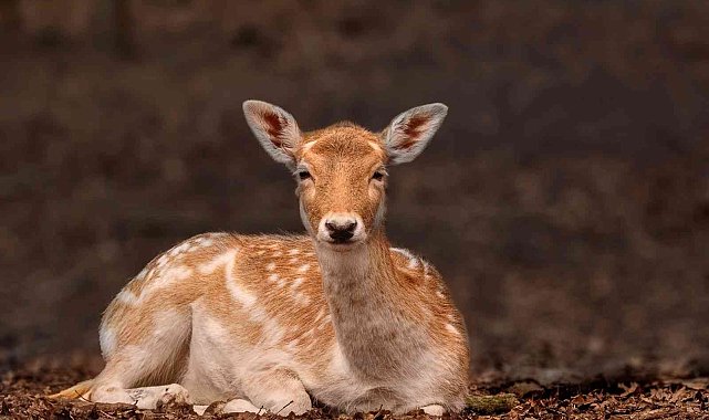 Ormanya, 50 ülkeyi geride bıraktı