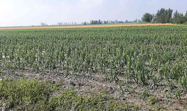 Osmaniye'de tarım arazileri doludan zarar gördü