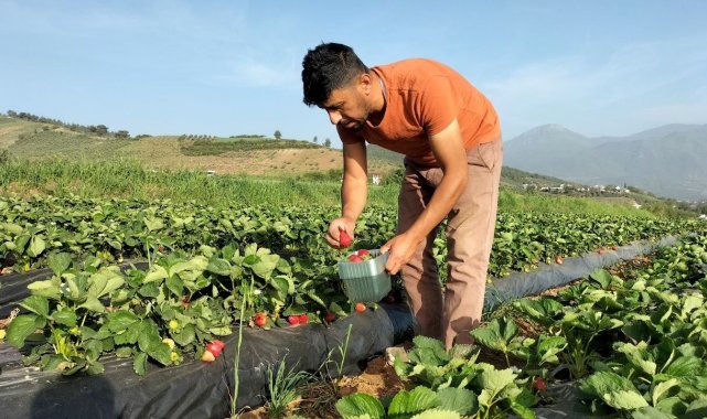 Osmaniyeli çift meraktan başladıkları çilek üretiminde taleplere yetişemiyor