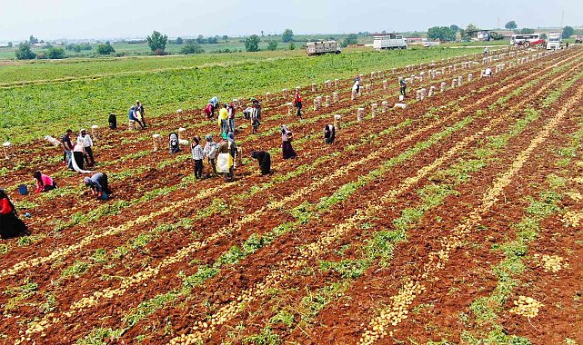 Patates, 9 liralık fiyatıyla üreticisini güldürdü
