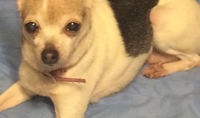 "Dünyanın en yaşlı köpeği" Pebbles, 22 yaşında Guinness Rekorlar Kitabı'na girdi