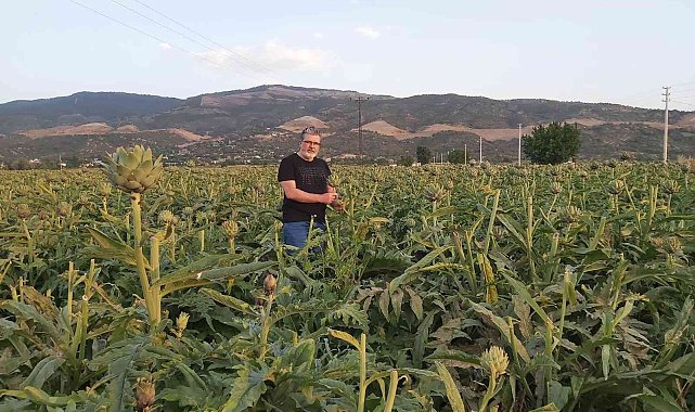 &quot;Enginar; sofrada karaciğerin dostu, laboratuvarda kanserin düşmanı çıktı&quot;