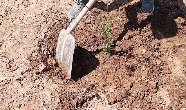 "Hırsızlık" davasında 30 fidan dikme şartıyla uzlaştılar