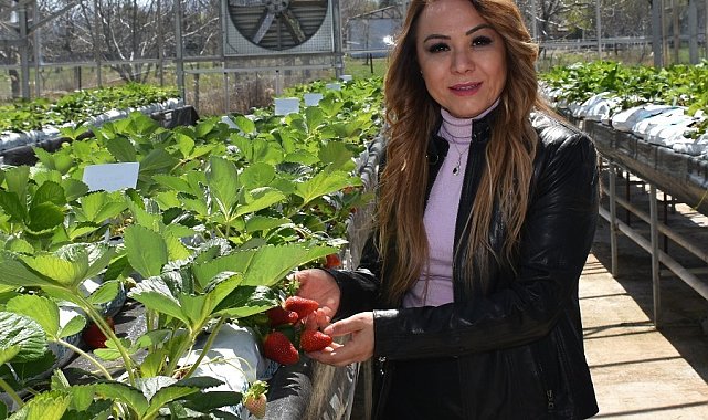 &quot;Kalede Çilek Kadın Elinde Yetişecek&quot; Projesi devrede