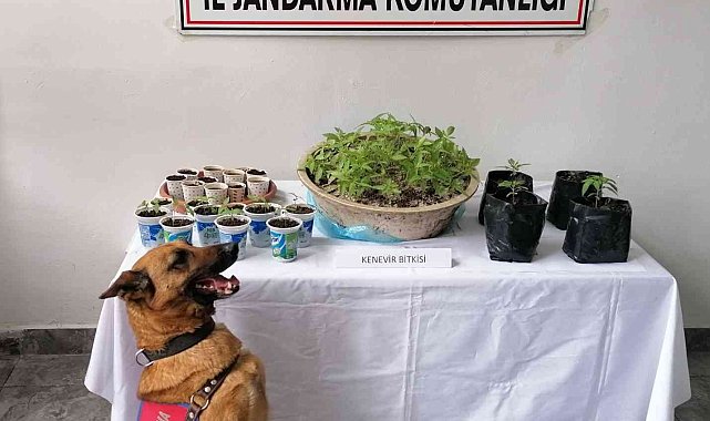 Rize'de uyuşturucu operasyonu: 2 gözaltı