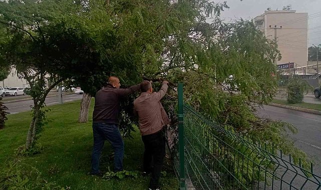 Rüzgar ve şiddetli yağış, ağaçlara zarar verdi