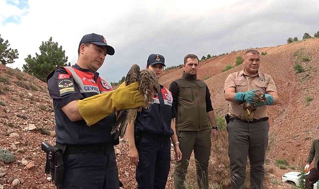 Sağlığına kavuşan doğan ve kızıl şahin doğaya bırakıldı