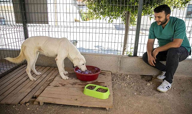 Sahipsiz köpek tedavi edildi