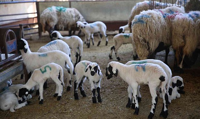 Sakız Koyunu Çiftliği&#039;nde doğumlar başladı